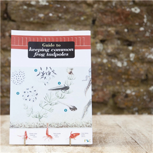 Field Guide Keeping Common Frog Tadpoles